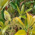 Photinia serratifolia jeune feuille P16